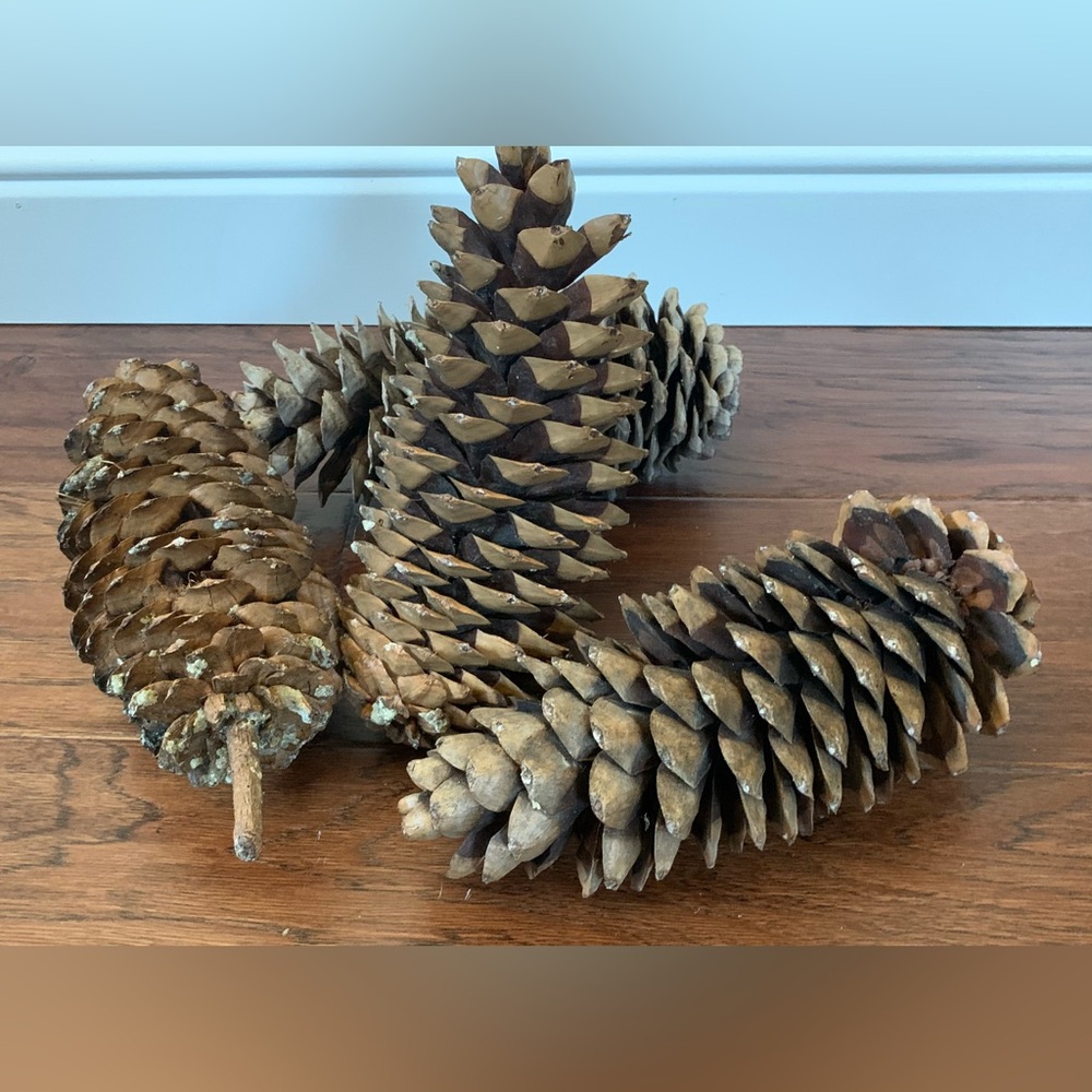 2 Gigantic pinecones! Sugar pine cones XXL HUGE MASSIVE Very large ~ 10 inches - Picture 3 of 9